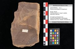 Foto (Objekt + Etikett) von Rhytisma parschlugianum Ettingshausen (NHMW-GEO-2024-0188-0089a)